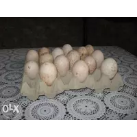 инкубационное яйцо